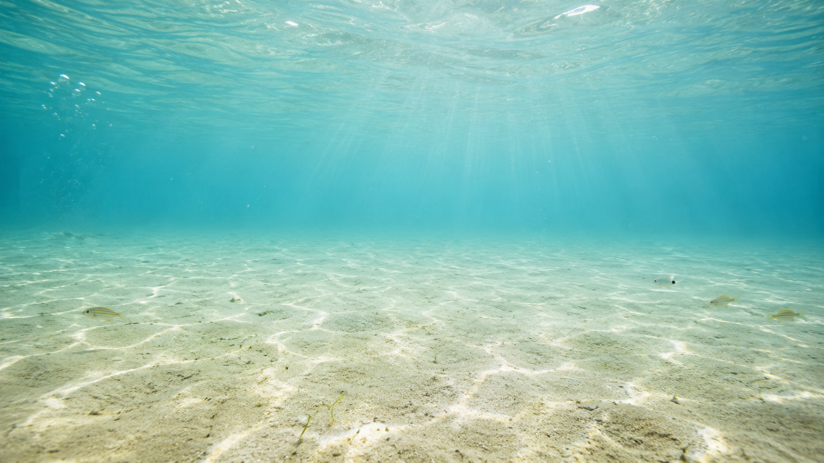 Mar turquesa bajo el agua de Sisal, Yucatán — cenotes cerca de Sisal y Cerveza Efecto Sisal artesanal